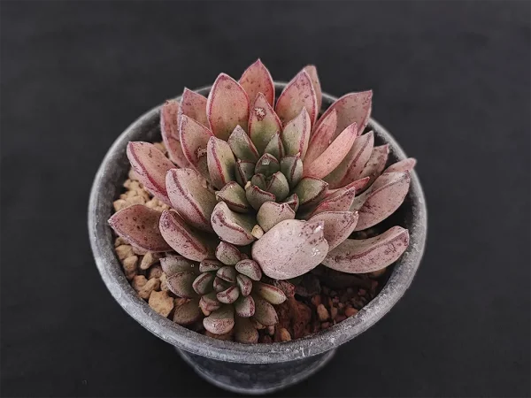 E. moranii - Imagen 2
