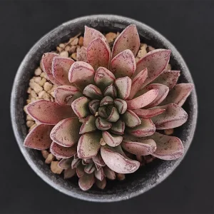 E. moranii