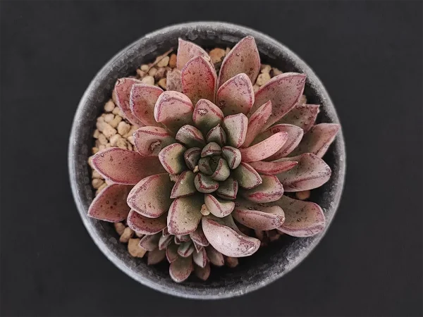 E. moranii