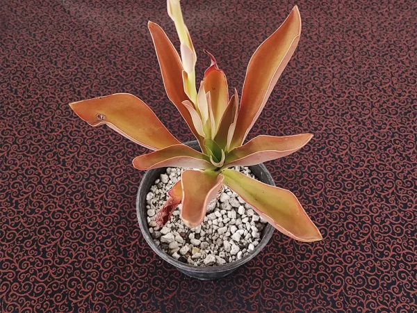 E. munizii - Imagen 2