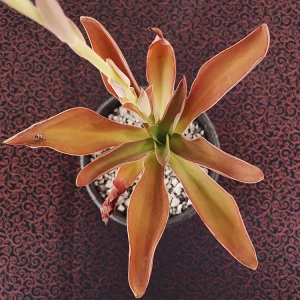 E. munizii
