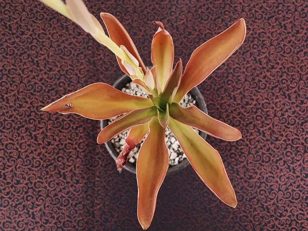 E. munizii
