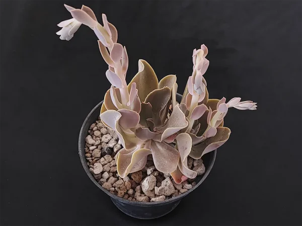 E. altamirae - Imagen 2