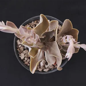 E. altamirae