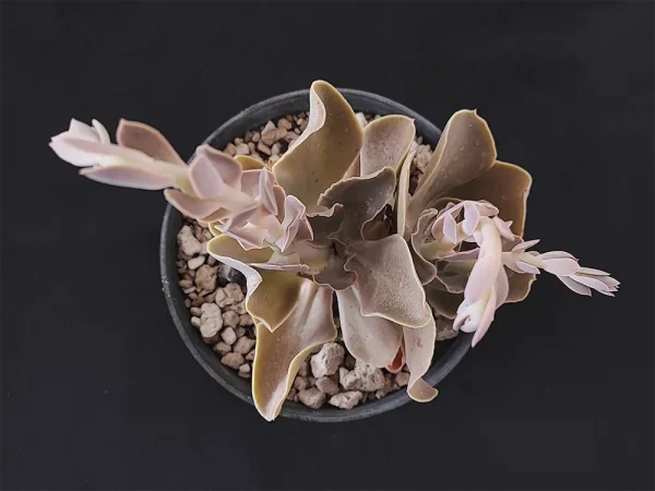 E. altamirae