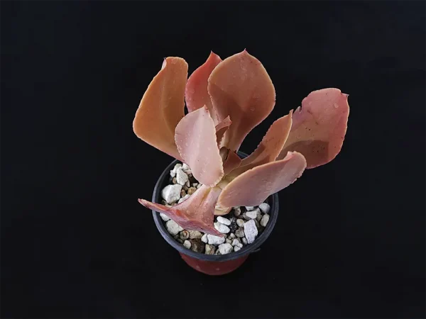 E. nayaritensis - Imagen 2