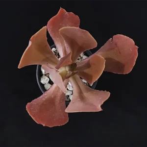 E. nayaritensis