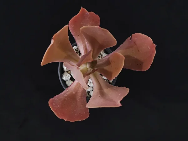 E. nayaritensis