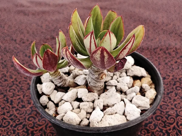 E. nodulosa - Imagen 2