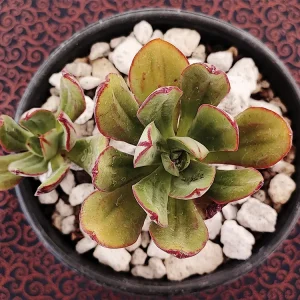 E. nodulosa
