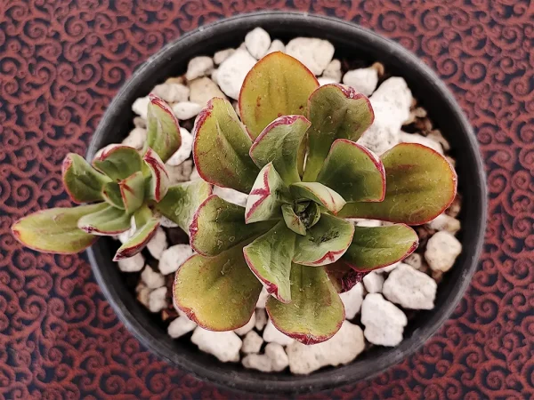 E. nodulosa