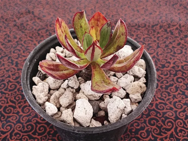 E. nodulosa selecta - Imagen 2