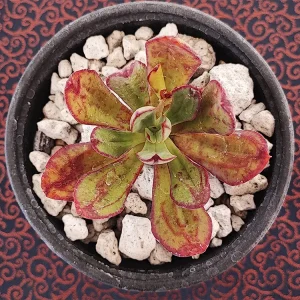 E. nodulosa selecta