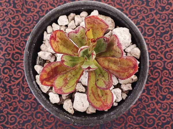 E. nodulosa selecta