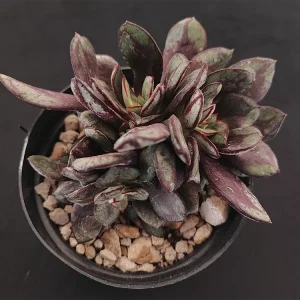 E. nodulosa nana