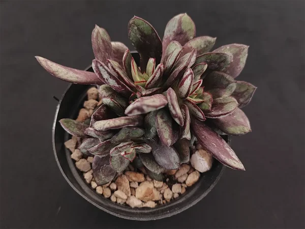 E. nodulosa nana