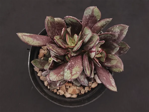 E. nodulosa nana - Imagen 2
