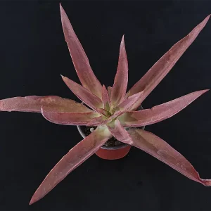 E. novogaliciana