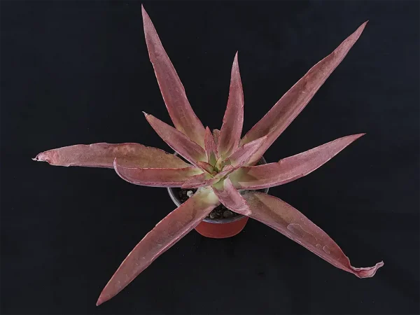 E. novogaliciana