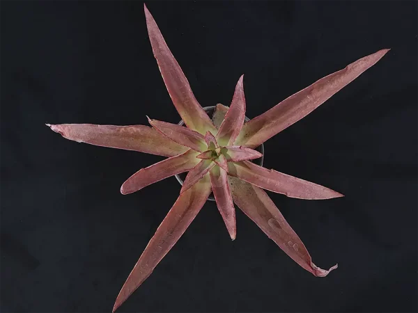 E. novogaliciana - Imagen 2