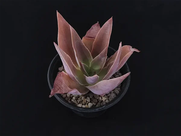 E. novogaliciana - Imagen 3
