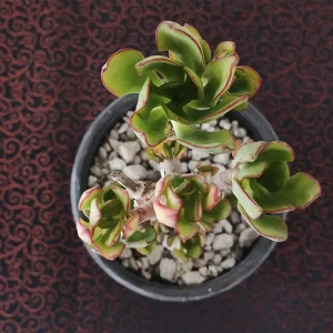 E. aff nuda