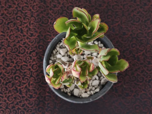 E. aff nuda