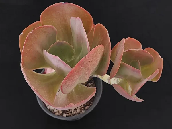 E. pallida - Imagen 2