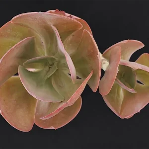 E. pallida