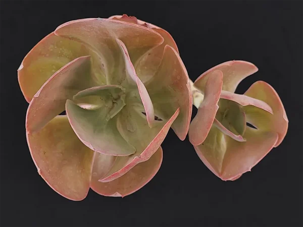 E. pallida