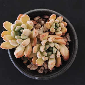E. amoena