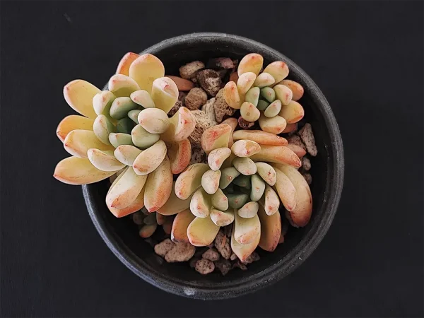 E. amoena