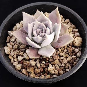 Echeveria juliana