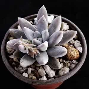 Echeveria tolimanensis