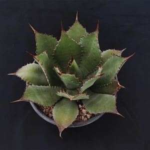 Agave aff. duranguensis