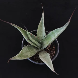 Agave asperrima ssp maderensis