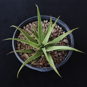 Agave bracteosa