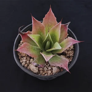 Agave cupreata