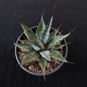 Agave gentryi