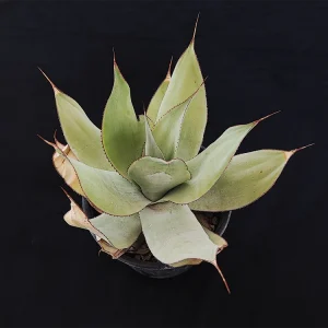 Agave gypsicola