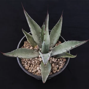 Agave havardiana