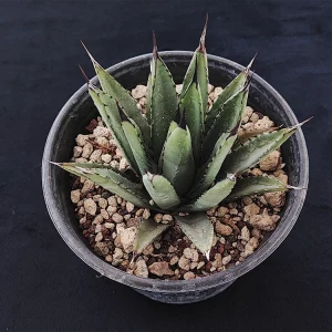 Agave macroacantha
