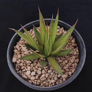 Agave ocahui