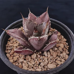 Agave oteroi selecto