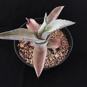 Agave pablocarrilloi