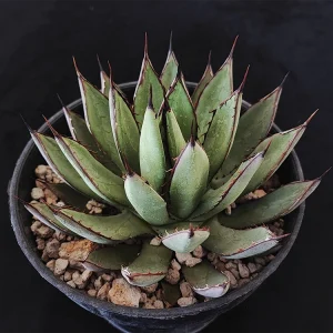 Agava parryi mini x Op