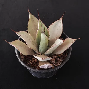 Agave parryi truncata