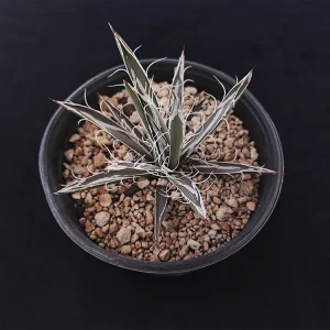Agave parviflora ssp. densiflora
