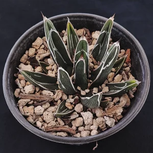 Agave pintilla