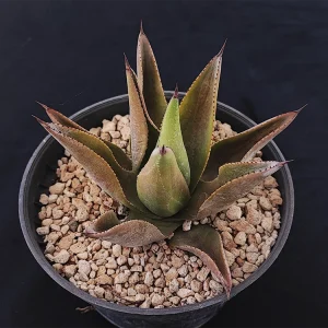 Agave sylvesteriana